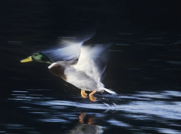 Mallard decolando — Fotografia de Stock