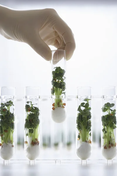 Person holding test tube — Stock Photo, Image