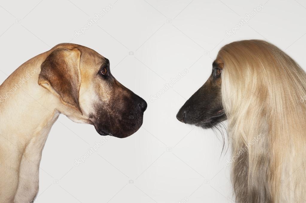 Great Dane And Afghan Hound Stock Photo C Londondeposit 33822249