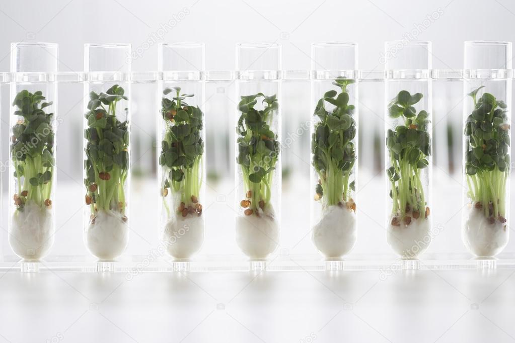 Cress seedlings in test tubes