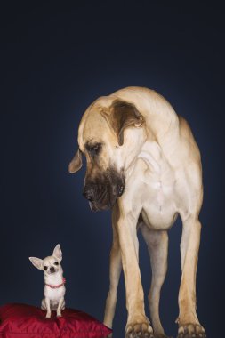 Toy Chihuahua and Great Dane clipart