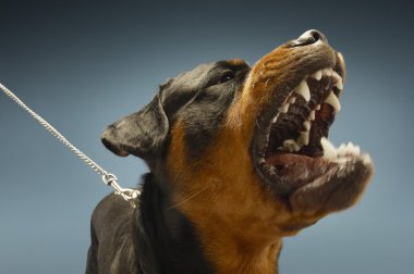 kızgın rottweiler