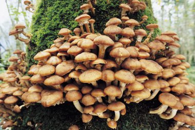 Mushrooms Growing on  Tree clipart