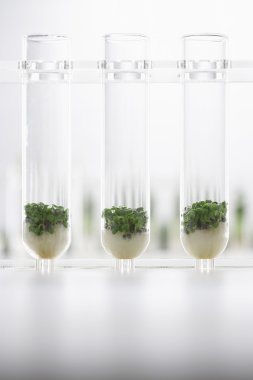 Büyüyen cress fidan 