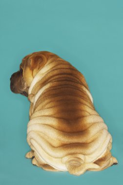 Shar-pei