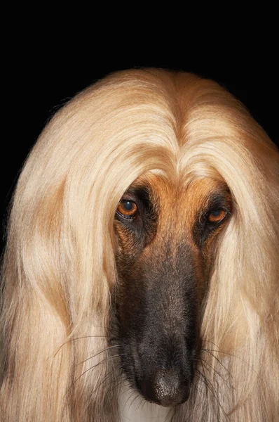 Afghan hound — Stock Photo, Image