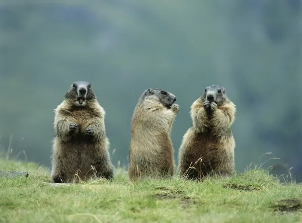 Três Marmotas — Fotografia de Stock