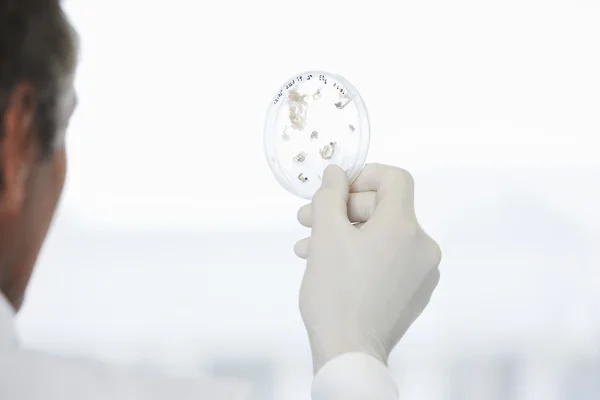 Male lab worker holding petri dish — Stock Photo, Image