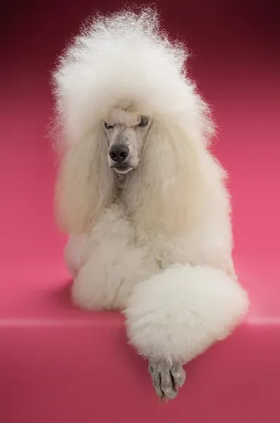 White Poodle — Stock Photo, Image