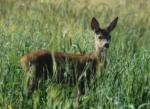 Roe deer in cereal field — Stock Photo, Image
