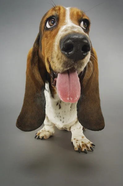 Dysząc basset hound — Zdjęcie stockowe