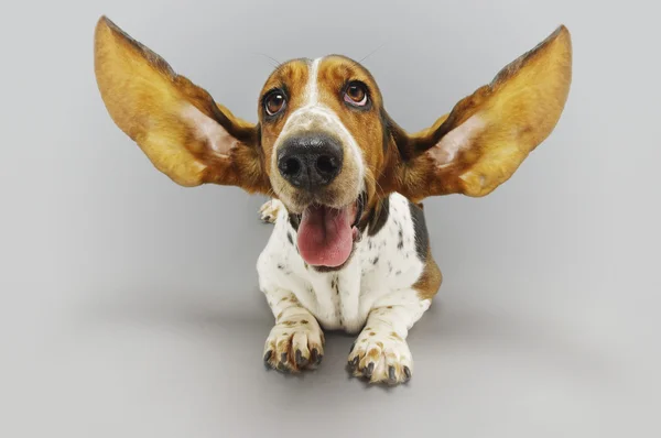 Basetový pes s nataženýma ušima — Stock fotografie