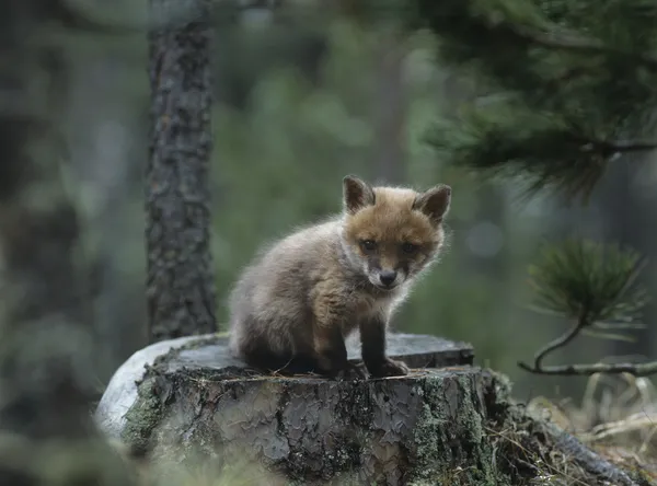 Fuchsjunge sitzt auf Baumstumpf — Stockfoto