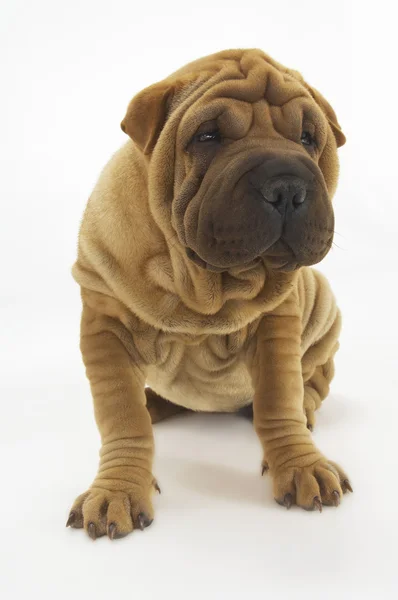 Shar-pei — Stok fotoğraf