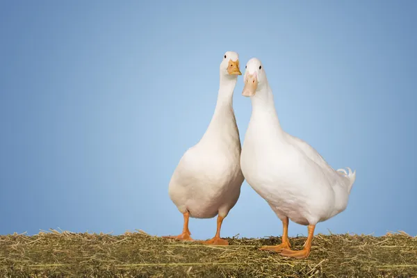 2 つのガチョウ — ストック写真