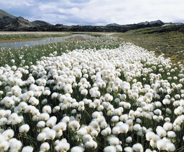 Flowering Grass by Stream — Stock Photo, Image