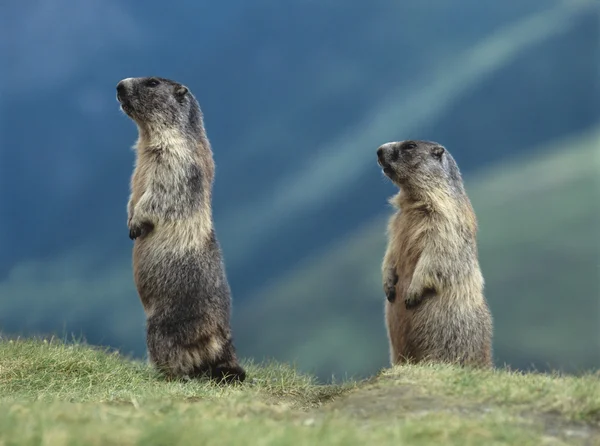 Dos marmotas — Foto de Stock