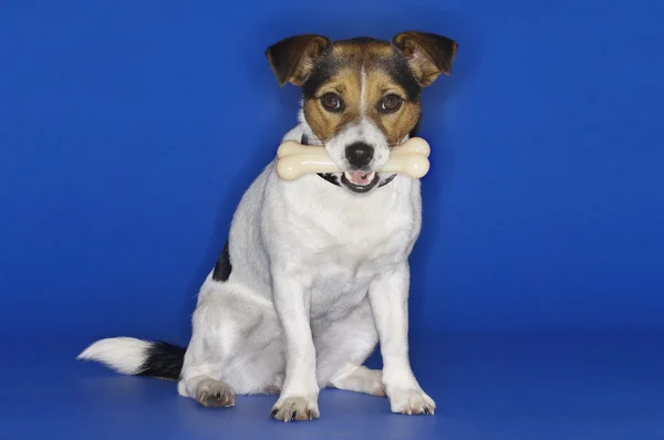 Jack Russell Terrier vagyok. — Stock Fotó