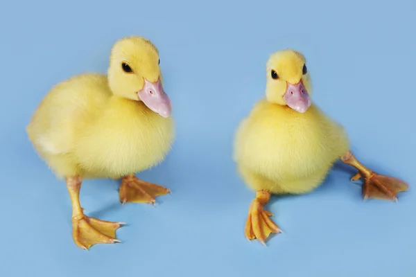 Iki ördek yavrusu — Stok fotoğraf