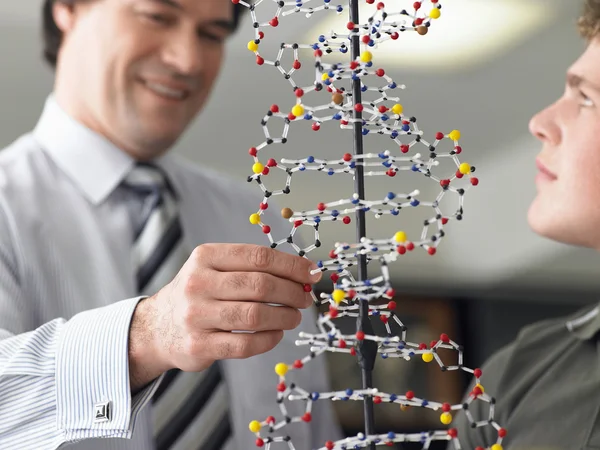 Учитель рассматривает модель ДНК — стоковое фото