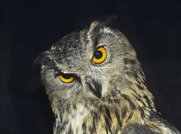 Gran búho de cuernos — Foto de Stock