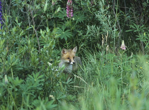 Fuchs steht neben Büschen — Stockfoto