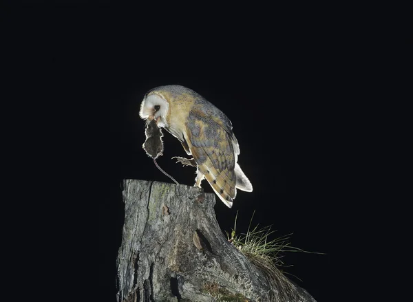 Tornuggla med råtta — Stockfoto