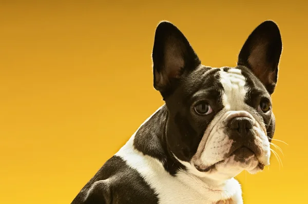 French Bulldog — Stock Photo, Image