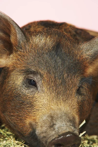 Brown pig — Stock Photo, Image