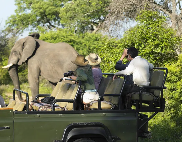 Tourists on safari watching elephant — Stock Photo, Image