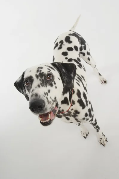 ダルメシアン犬 — ストック写真