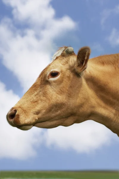Vacca bruna in campo — Foto Stock