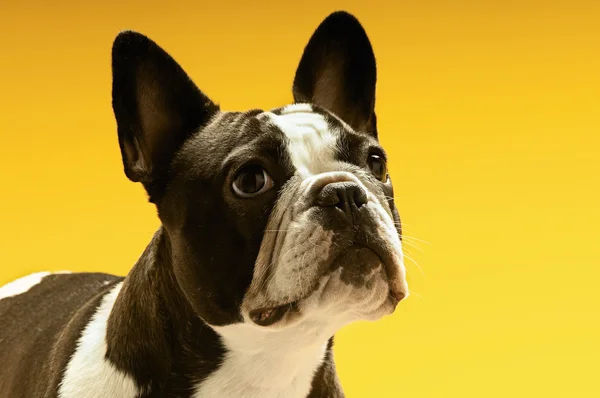 Bulldog francês olhando para longe — Fotografia de Stock