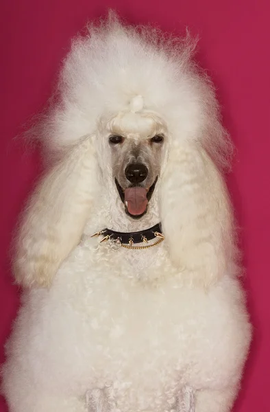 Poodle blanco — Foto de Stock