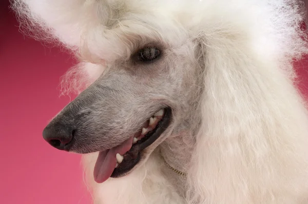 White Poodle — Stock Photo, Image