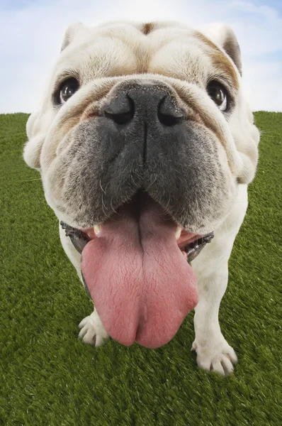 Bulldog com língua para fora — Fotografia de Stock