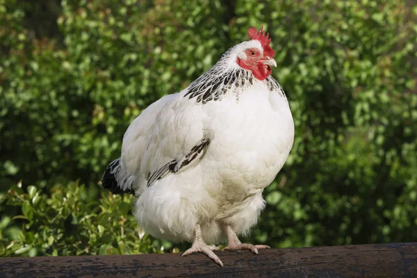 White chicken sitting on fence — Stock Photo, Image