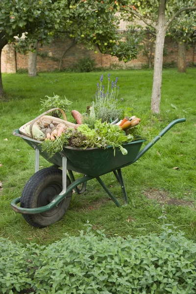 Homegrown Vegetables in Wheelbarrow — Stock Photo, Image