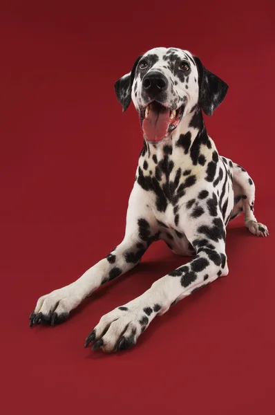 Dalmatian crouching — Stock Photo, Image