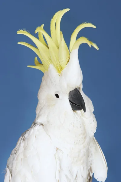 Cockatoo su sfondo blu — Foto Stock