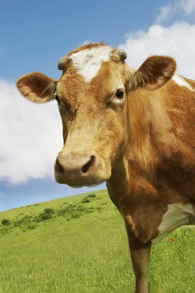 Braune Kuh auf dem Feld — Stockfoto