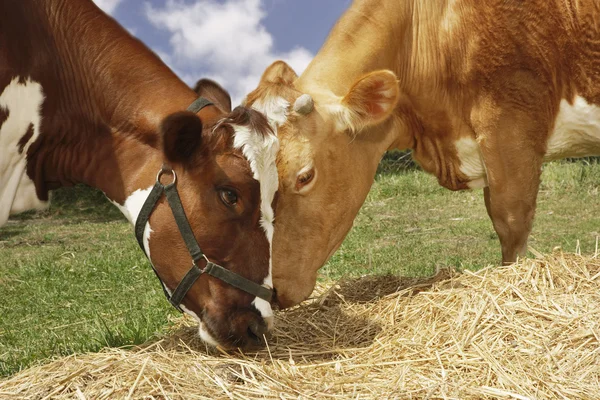 Bruin koeien eten hooi — Stockfoto