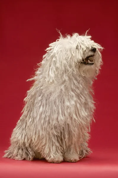 Komondor χαριτωμένο σκυλί — Φωτογραφία Αρχείου
