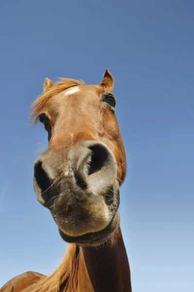 明確な空を背景に茶色の馬 — ストック写真