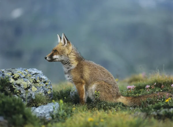 Fox sentado por Rock — Foto de Stock