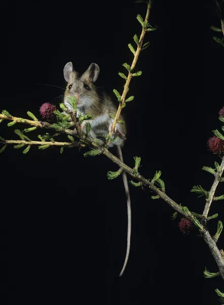 Kangaroo Rat on Twig — Stock Photo, Image