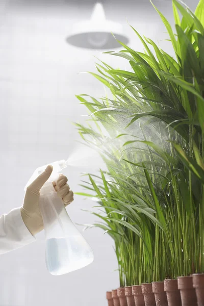 Scientist spraying plants — Stock Photo, Image