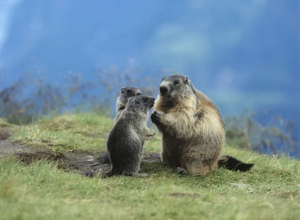 Marmot com Young — Fotografia de Stock