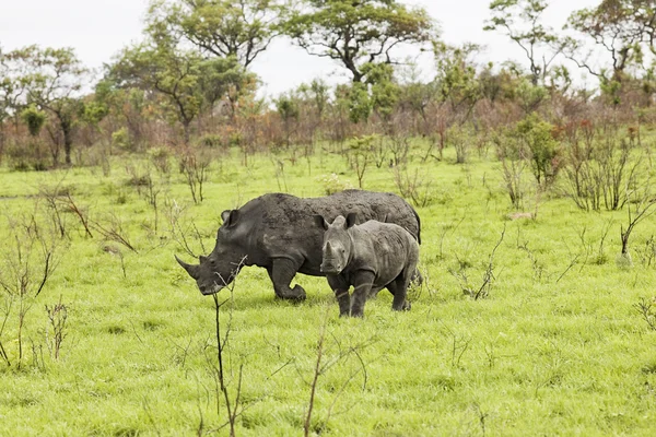 Rhinoceroses in savanna — Stock Photo, Image