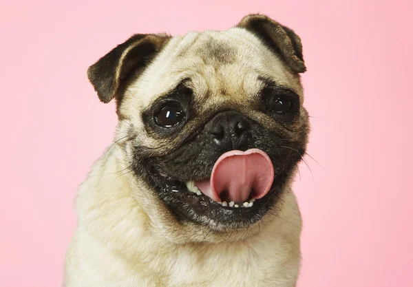 Pug on pink background — Stock Photo, Image